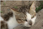 One of the local inhabitants.